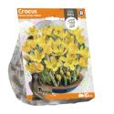 Baltus Crocus Flavus Large Yellow bloembollen per 10 stuks